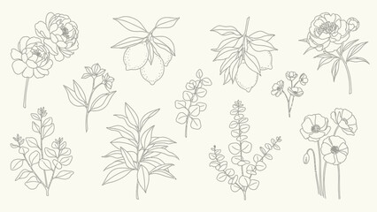 A collection of delicate line drawings of various botanical elements, including flowers, leaves, and fruits, presented on a neutral background. © Joko