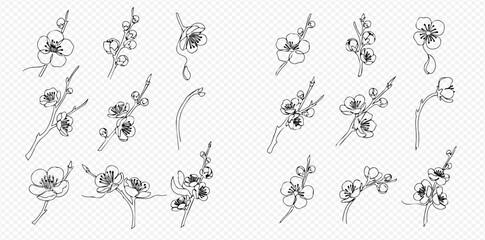 Obraz premium Set of Hand-Drawn Plum Blossom Branches and Flowers in Black and White Outline.