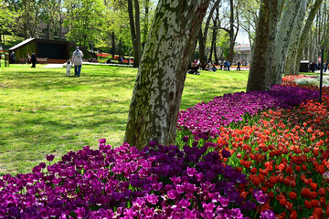 ISTANBUL, TURKEY - APR 23, 2025:  Istanbul Tulip Festival in Emirgan Park
