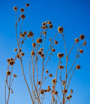 dried poppy flowers against blue sky