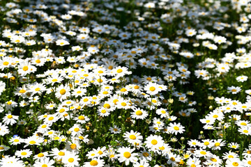 White marguerite flowers in the park