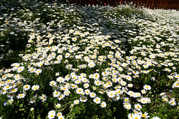White marguerite flowers in the park