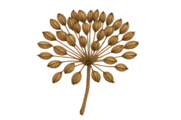 Dried heracleum seed head botanical illustration