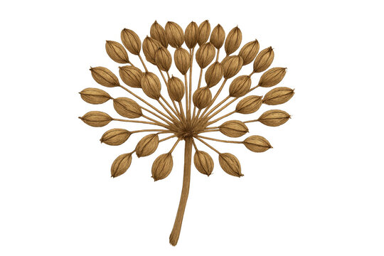 Dried heracleum seed head botanical illustration