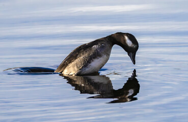 Quiet focus before the plunge on a calm blue lake a diving waterbird meets its own reflection soft ripples and clean light shaping a minimalist wildlife moment of serenity patience