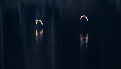 Two birds gliding over midnight water with shimmering reflections minimalist wildlife photography in low key light capturing quiet freedom distance and connection in a serene cinematic scene