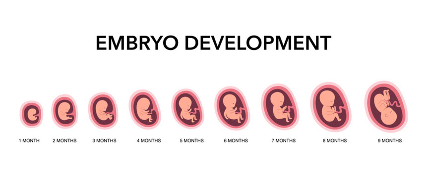 Human fetal development infographic. Embryo growth prenatal stages. Medical poster. Gynecological education. Embryonic change