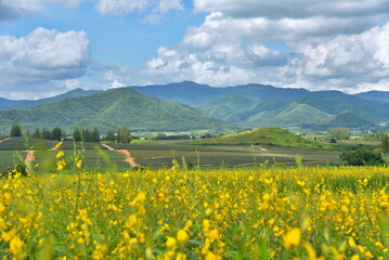 Yellow Flower Field with Mountain Backdrop in Ratchaburi, Thailand