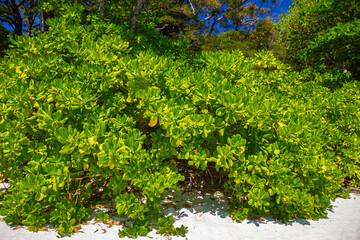 Scaevola Taccada green leaf at Beautiful crystal clear sea and white sand beach  Tachai island, Andaman, Thailand in summer. Copy space background