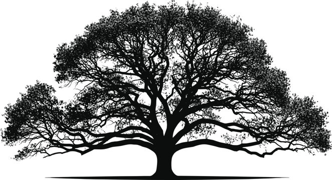 Detailed silhouette of a large spreading oak tree with wide branches and dense foliage, isolated nature element for landscape design, vector illustration