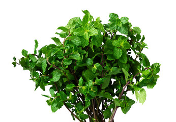 Obraz premium bunch of mint leaves isolated