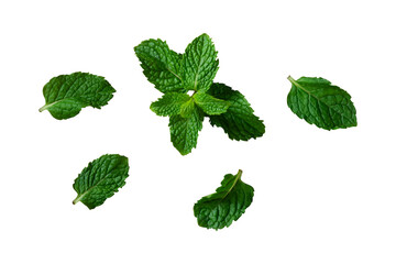 healthy herb mint leaf isolated © berkahjayamaterial