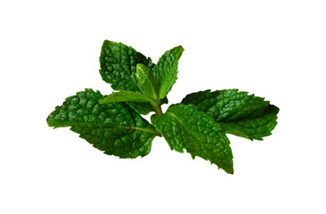 herbal mint leaf isolated © berkahjayamaterial