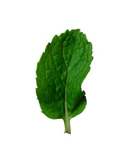single fresh mint leaf isolated © berkahjayamaterial