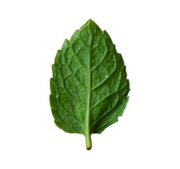 single fresh green mint leaf isolated © berkahjayamaterial