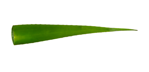 single aloe vera leaf isolated