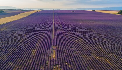 Vast Lavender Fields in Provence, France, Under a Clear Sky.