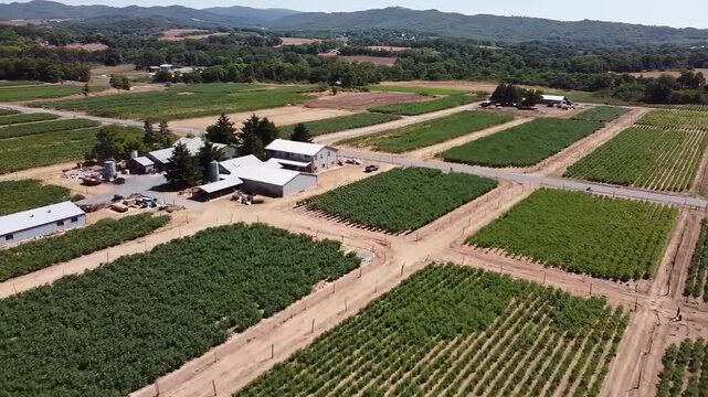 Aerial view of a vast agricultural landscape with neatly arranged rectangular plots of land, varying in crop density and color, surrounded by trees and a distant mountain range