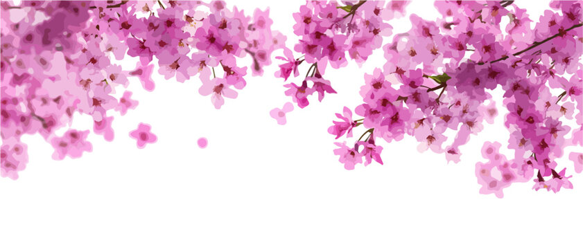 Ramas de cerezo en flor con p&eacute;talos rosados sobre fondo blanco, concepto de primavera y delicadeza.
