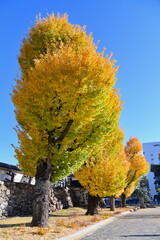Golden Ginkgo Trees Near Kochi Castle in Autumn in Kochi Prefecture, Shikoku Island