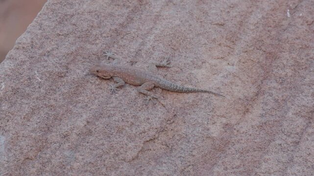 a clip of a namib day gecko crawling on a boulder at twyfelfontein in namibia