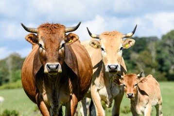 Brown cattle family: two adult cows and a calf standing in a sunny green