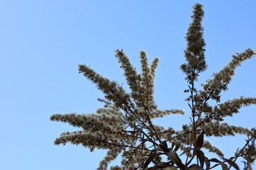 青空に映える植物02