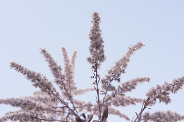 青空に映える植物03