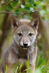 Fototapeta premium Adorable young wolf pup gazing directly at the viewer in a lush forest