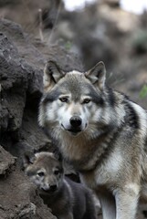 Obraz premium Close up of a watchful adult gray wolf and its young pup in a natural den