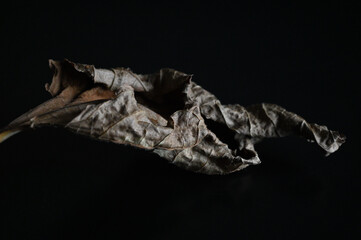 黒い背景に枯葉04