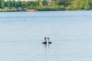 Mating games of two water birds Great Crested Grebes. Two waterfowl birds Great Crested Grebes swim in the lake with heart shaped silhouette