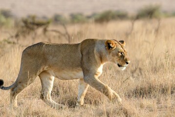 Naklejka premium A majestic lioness walking through dry golden grass in an African savanna