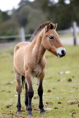 A young wild horse foal stands alertly in a green grassy field outdoors