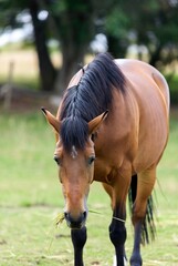 Brown horse with dark mane grazing peacefully in a vibrant green pasture