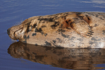 Babby seals born on Donna Nook nature reserve and Seal Sanctuary. Donna Nook is a point on the low-lying coast of north Lincolnshire, England,