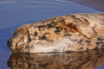 Babby seals born on Donna Nook nature reserve and Seal Sanctuary. Donna Nook is a point on the low-lying coast of north Lincolnshire, England,