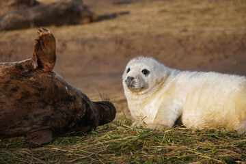 Babby seals born on Donna Nook nature reserve and Seal Sanctuary. Donna Nook is a point on the low-lying coast of north Lincolnshire, England,