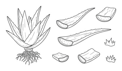Aloe vera plant succulent sketch with cut pieces for cosmetic ingredients vector design