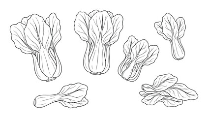Bok choy vector illustration with fresh vegetable outline drawing chinese cabbage