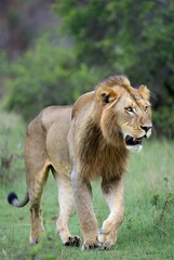 A magnificent male lion with a golden mane walks through lush green grass