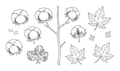 Hand drawn cotton plant flower and leaves botanical floral illustration vector design