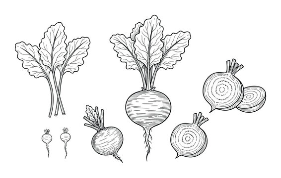 Hand drawn beet vegetable with foliage beetroot plant organic food ingredient vector