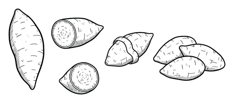 Hand drawn raw sweet potato whole and sliced isolated on transparent background