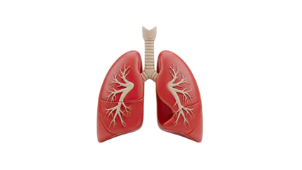 Anatomical Model of Human Lungs with Trachea
