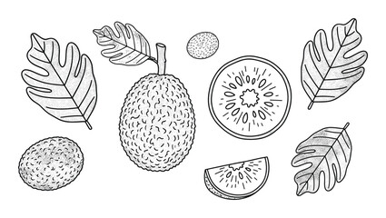 Jackfruit and kiwi fruit with leaves drawn in sketch style black outline art