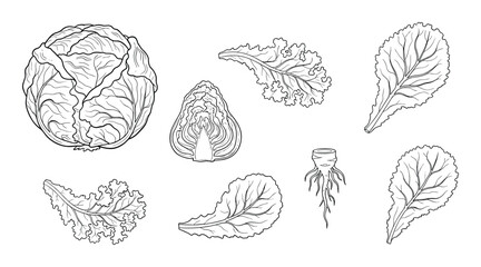 Lettuce sketch vector illustration with details isolated on transparent background drawing