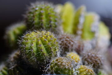 Macro close-up of small green cactus clusters with fine spines and soft yellow buds, captured with shallow depth of field, highlighting natural texture and organic desert plant details.