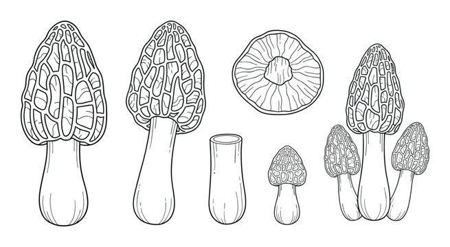 Set of edible forest morel mushrooms hand drawn line art vector illustration