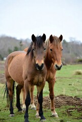 Obraz premium Pair of majestic bay and sorrel horses gazing directly in a natural field